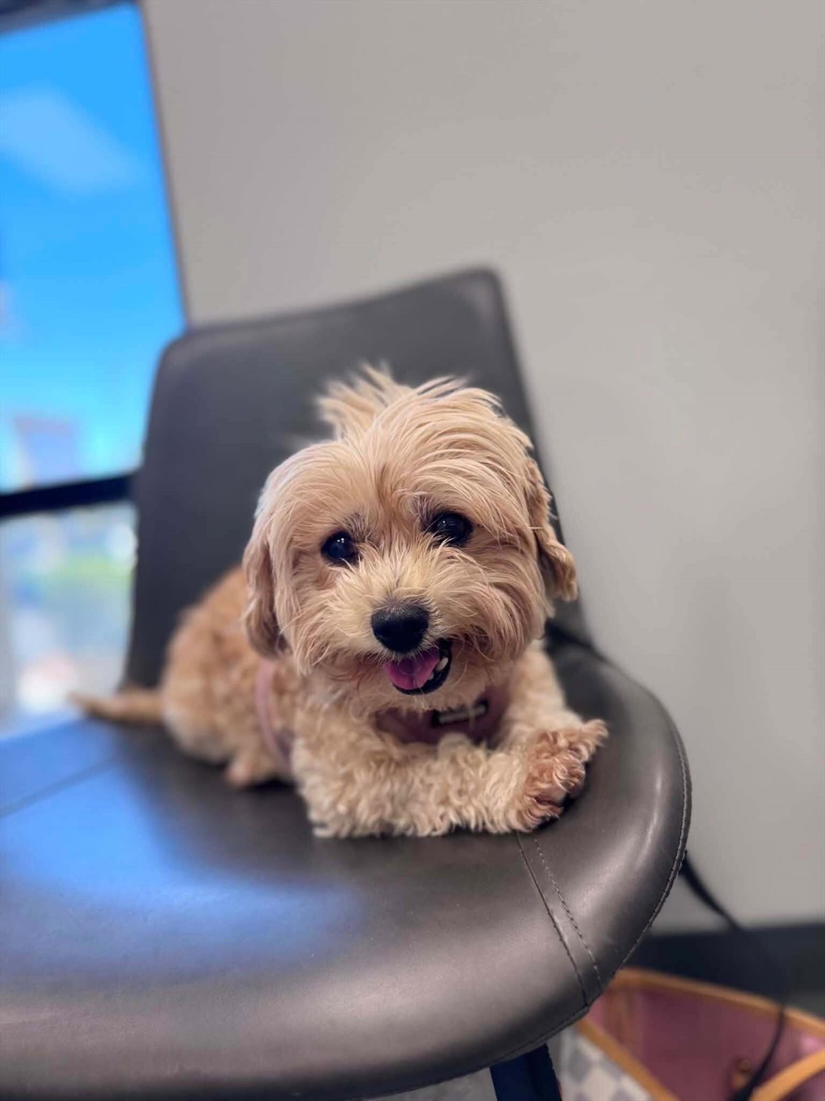 Norfolk terrier guessed by k9stud ai