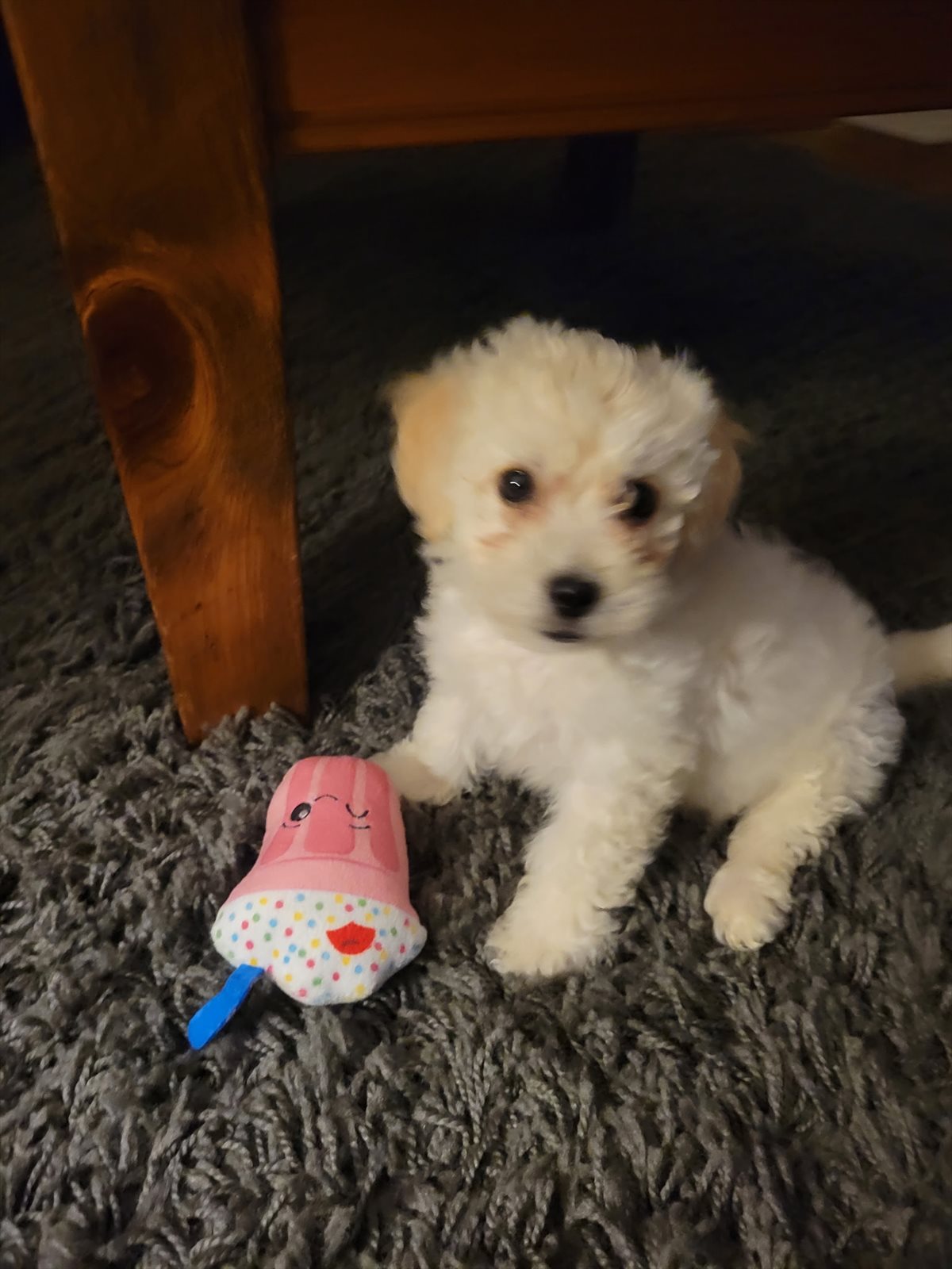 toy poodle guessed by k9stud ai