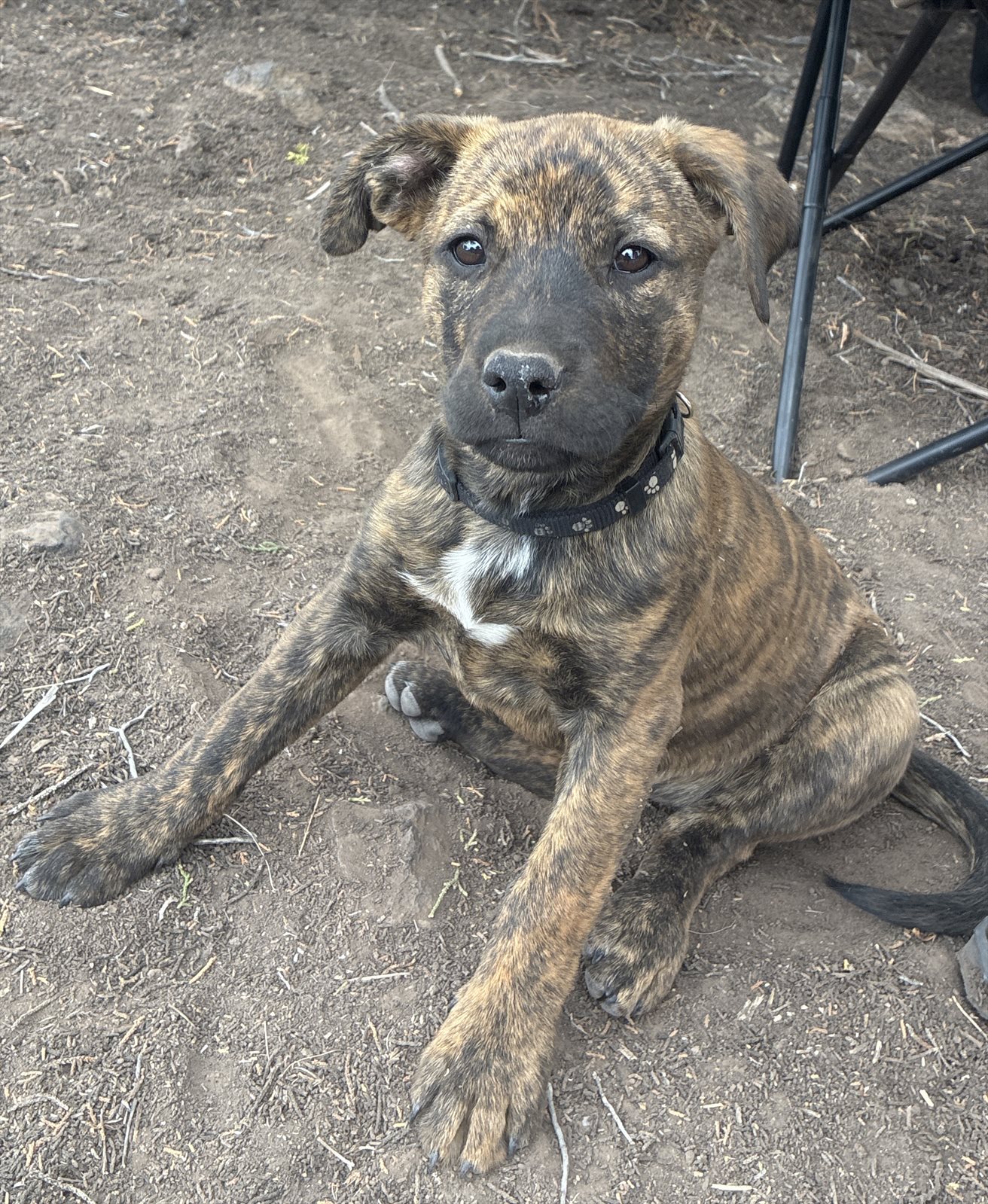 American Staffordshire terrier, Staffordshire terrier, American pit bull terrier, pit bull terrier guessed by k9stud ai