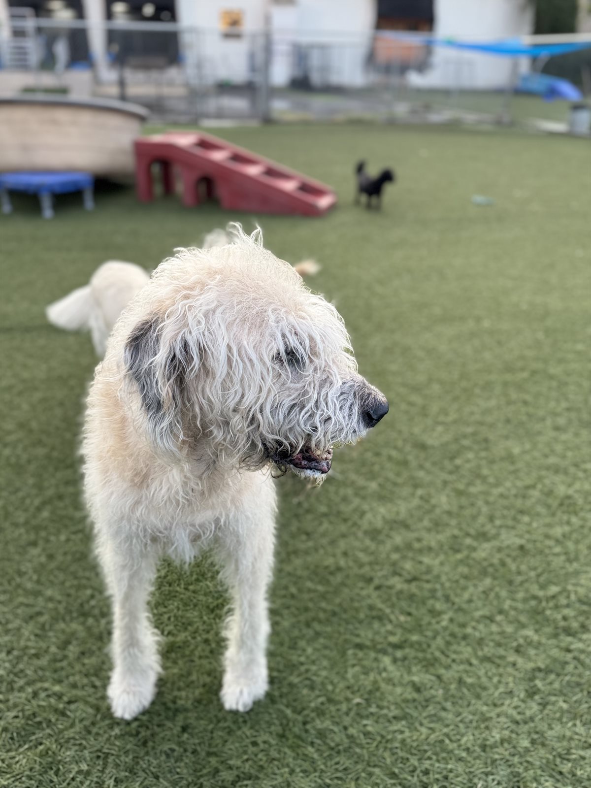 coated wheaten terrier guessed by k9stud ai