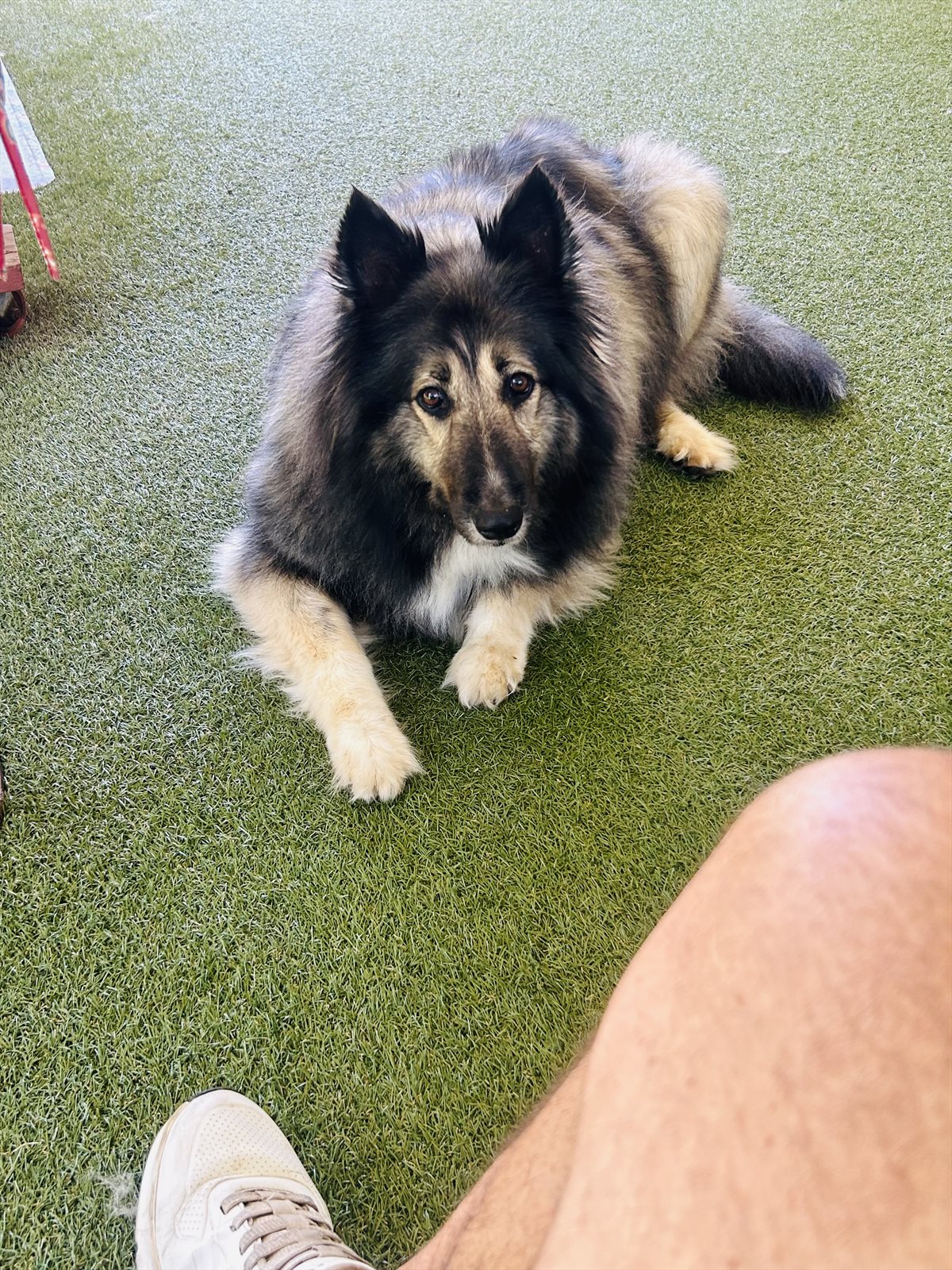 keeshond guessed by k9stud ai