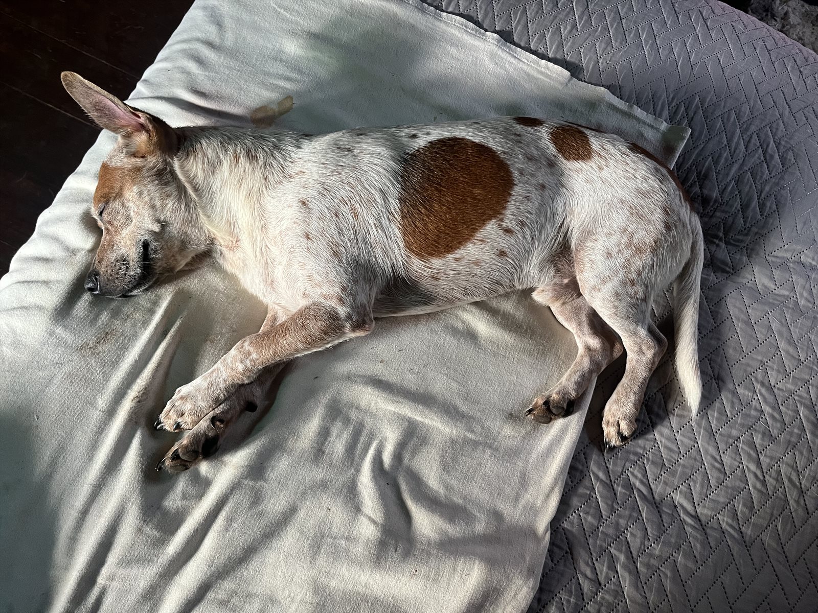 haired pointer guessed by k9stud ai