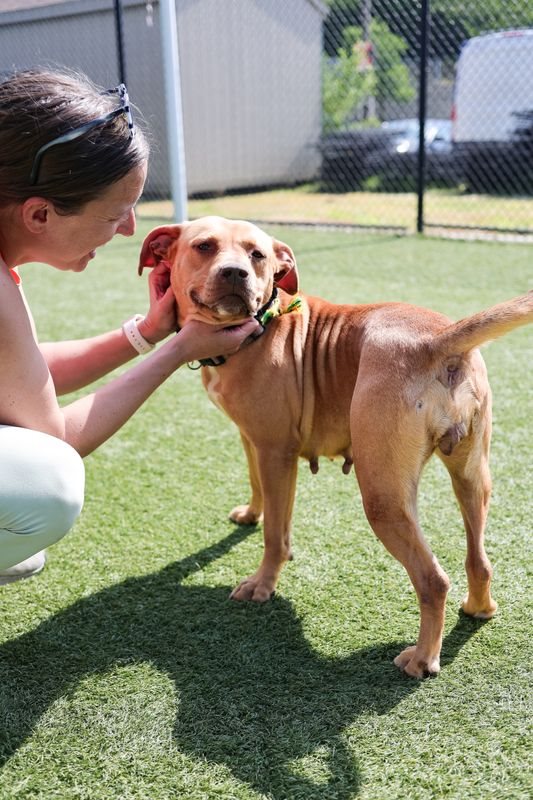 Rhodesian ridgeback guessed by k9stud ai