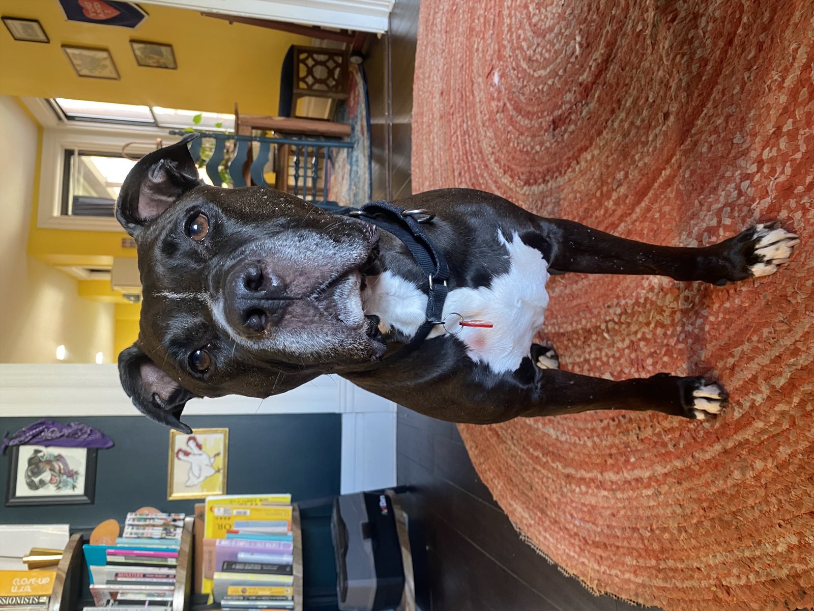 American Staffordshire terrier, Staffordshire terrier, American pit bull terrier, pit bull terrier guessed by k9stud ai