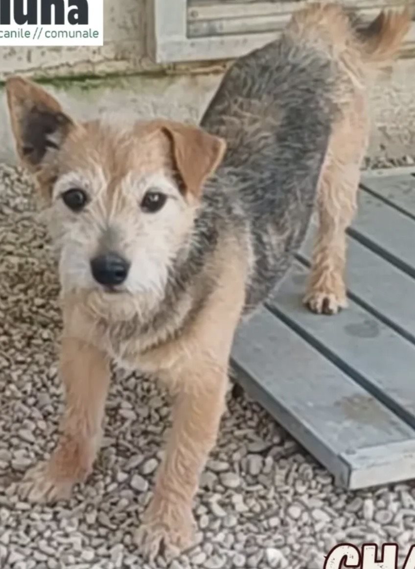 Border terrier guessed by k9stud ai