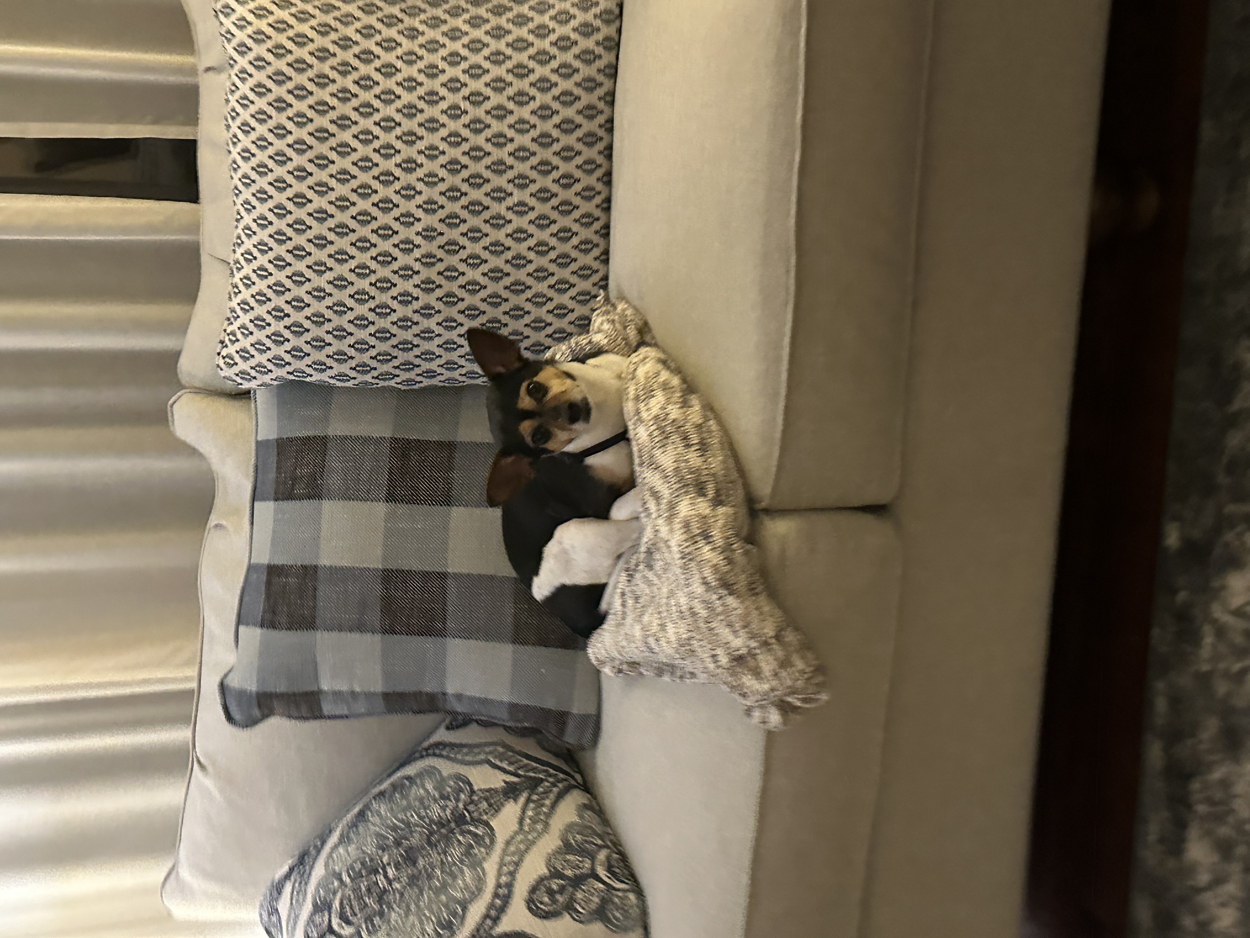 studio couch, day bed dog, identified by the K9Stud breed AI