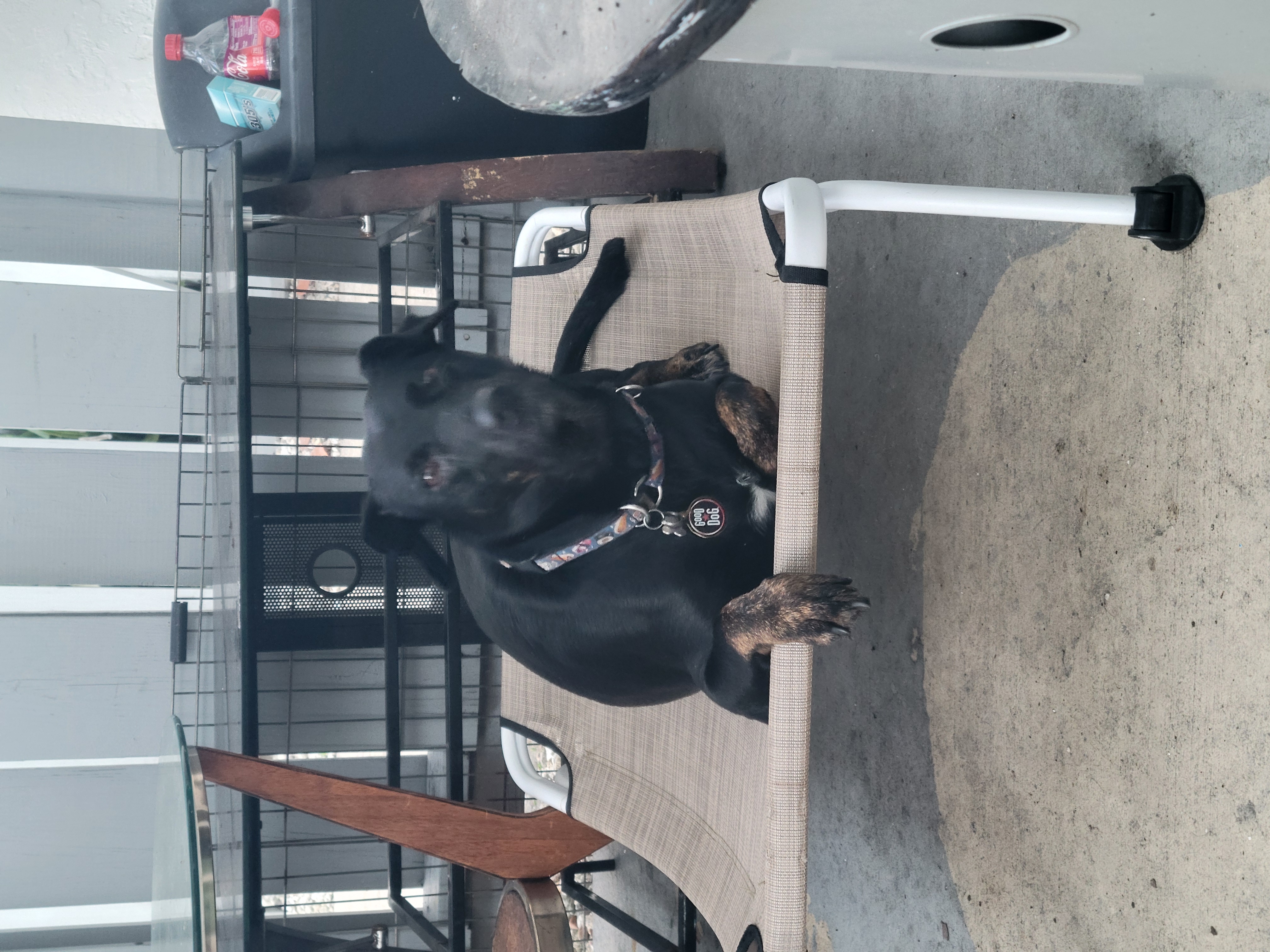 kelpie dog, identified by the K9Stud breed AI