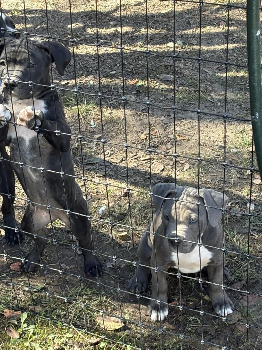 dog dog, identified by the K9Stud breed AI