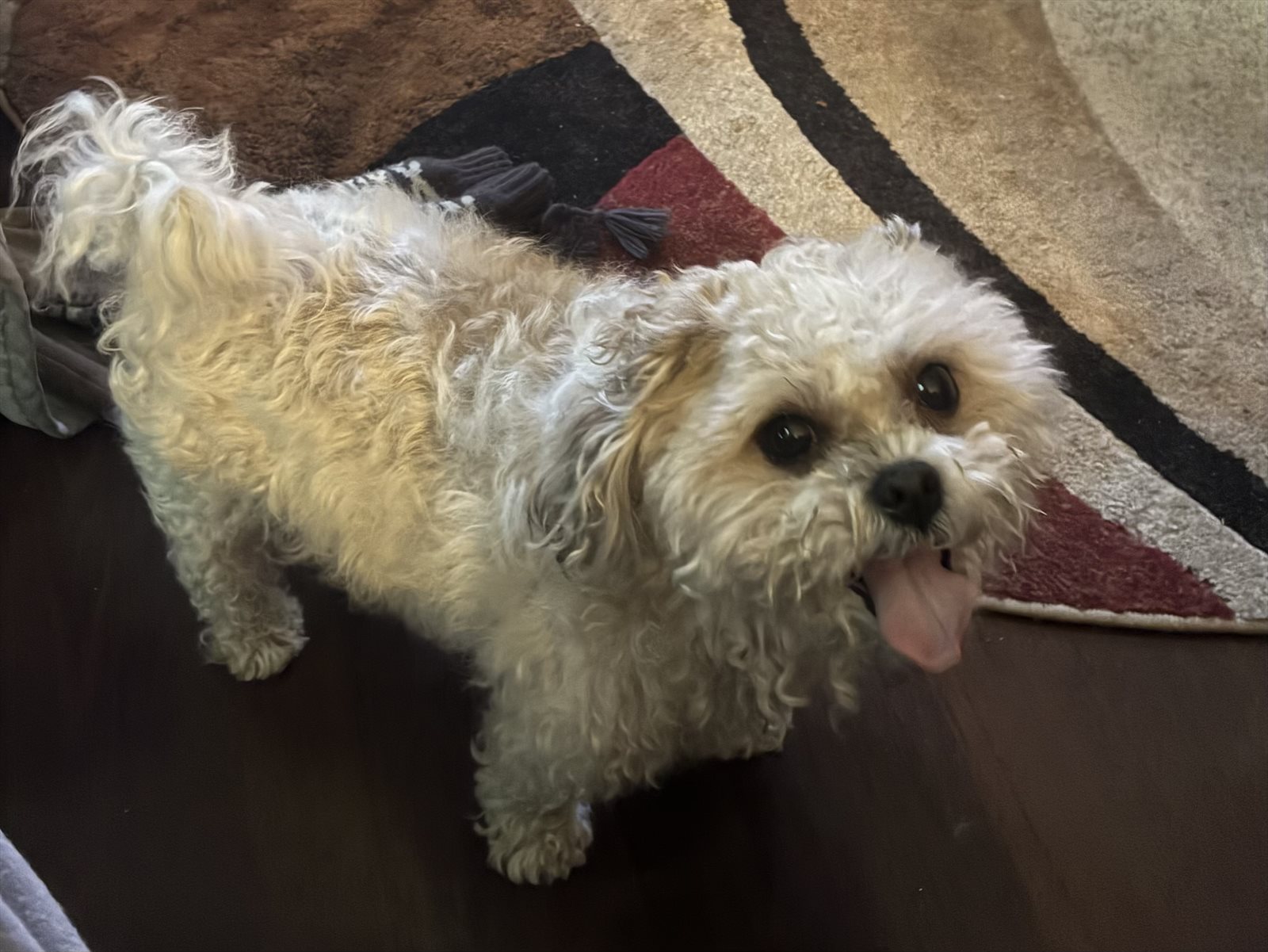 toy poodle guessed by k9stud ai