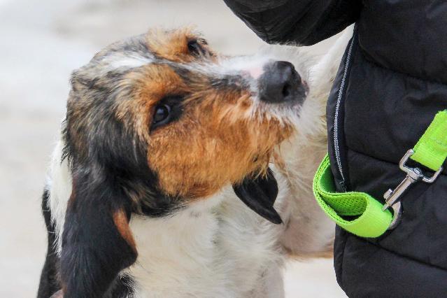 haired fox terrier dog, identified by the K9Stud breed AI