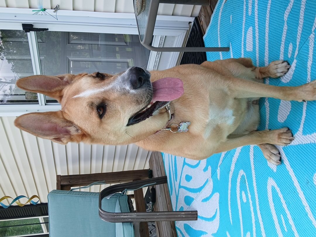 dingo, warrigal, warragal, Canis dingo guessed by k9stud ai