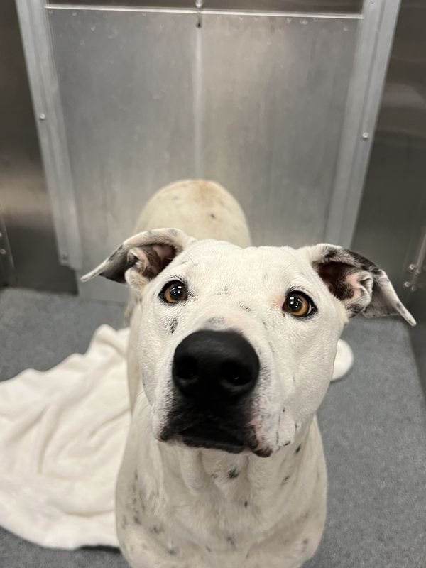 American Staffordshire terrier, Staffordshire terrier, American pit bull terrier, pit bull terrier guessed by k9stud ai