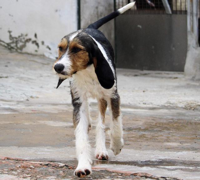 Walker hound, Walker foxhound dog, identified by the K9Stud breed AI