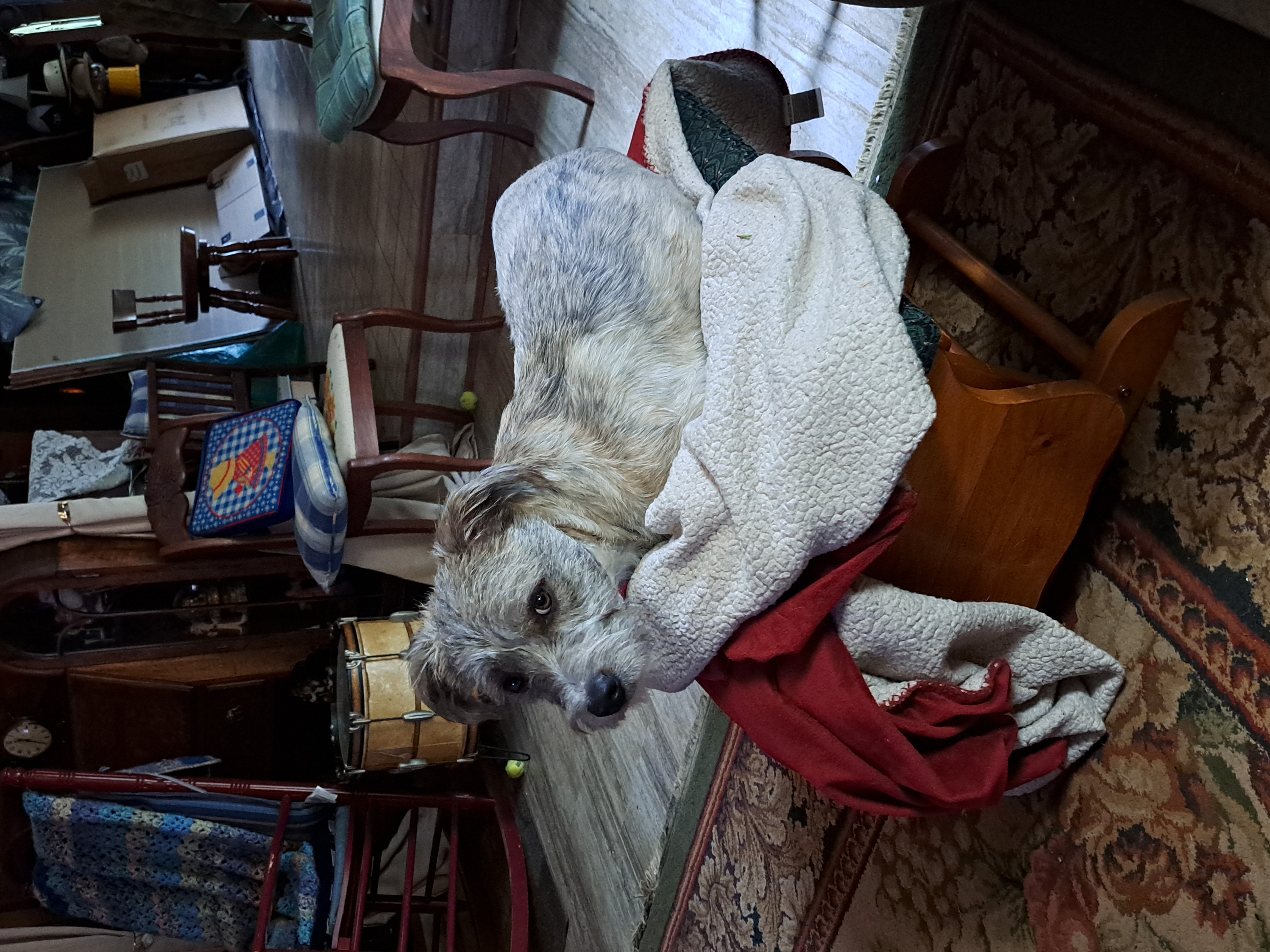 Border terrier dog, identified by the K9Stud breed AI