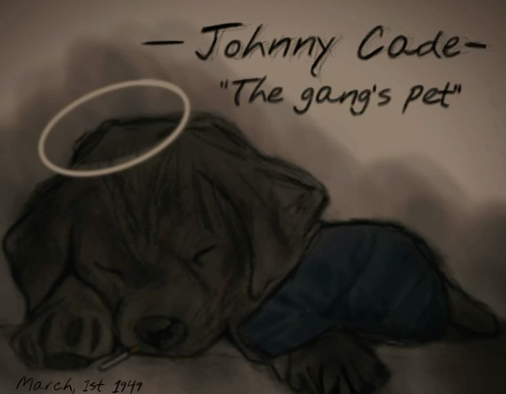 book jacket, dust cover, dust jacket, dust wrapper dog, identified by the K9Stud breed AI