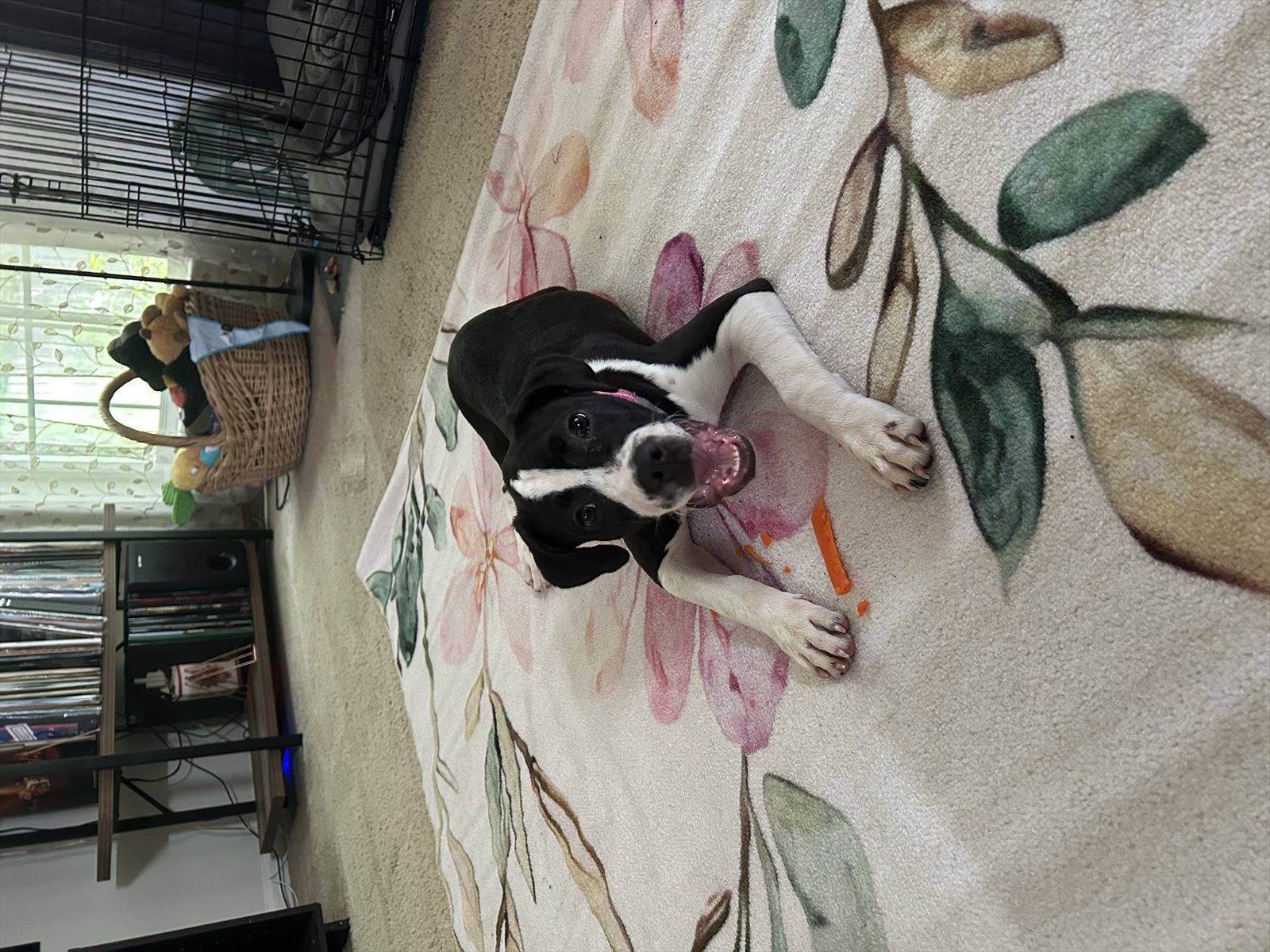 Boston bull, Boston terrier guessed by k9stud ai