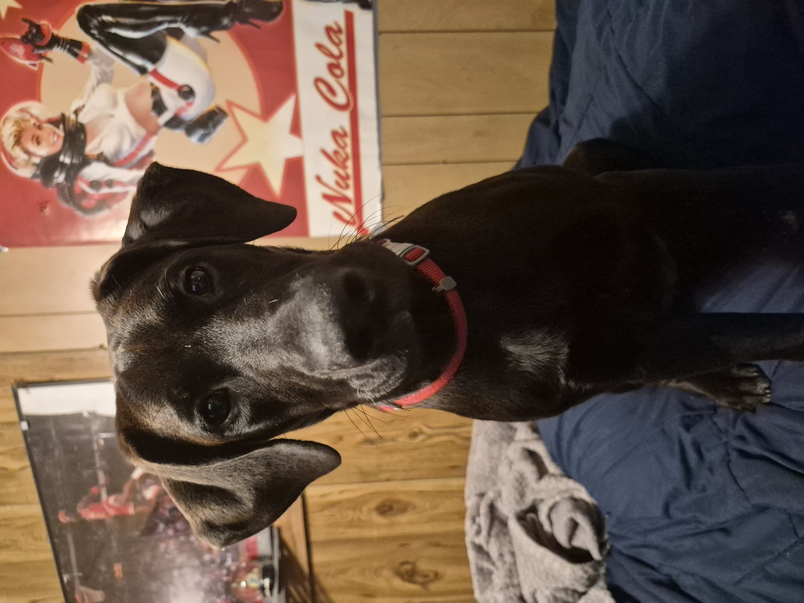 Staffordshire bullterrier, Staffordshire bull terrier guessed by k9stud ai