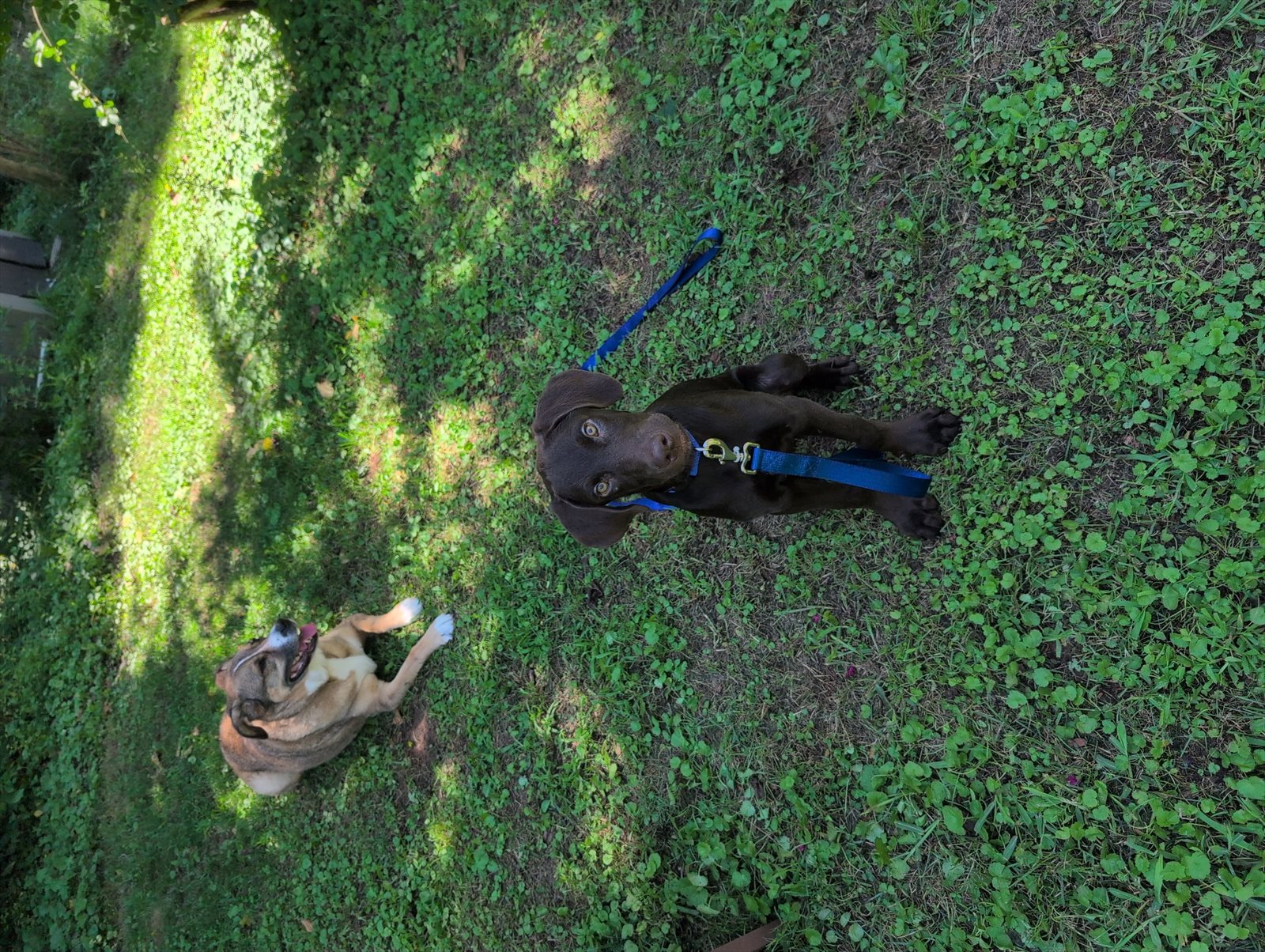 American Staffordshire terrier, Staffordshire terrier, American pit bull terrier, pit bull terrier guessed by k9stud ai