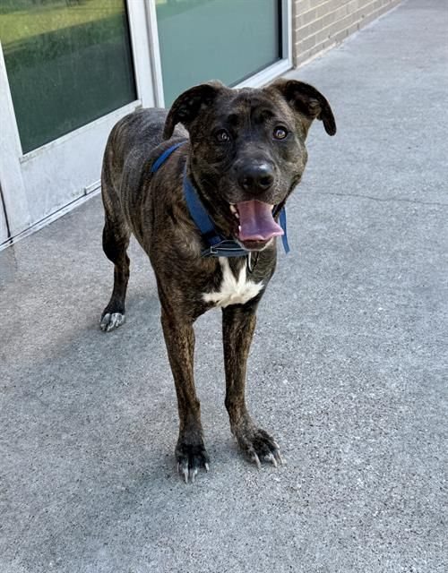 American Staffordshire terrier, Staffordshire terrier, American pit bull terrier, pit bull terrier guessed by k9stud ai