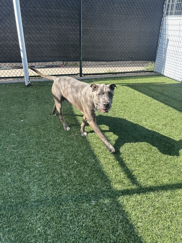 American Staffordshire terrier, Staffordshire terrier, American pit bull terrier, pit bull terrier guessed by k9stud ai