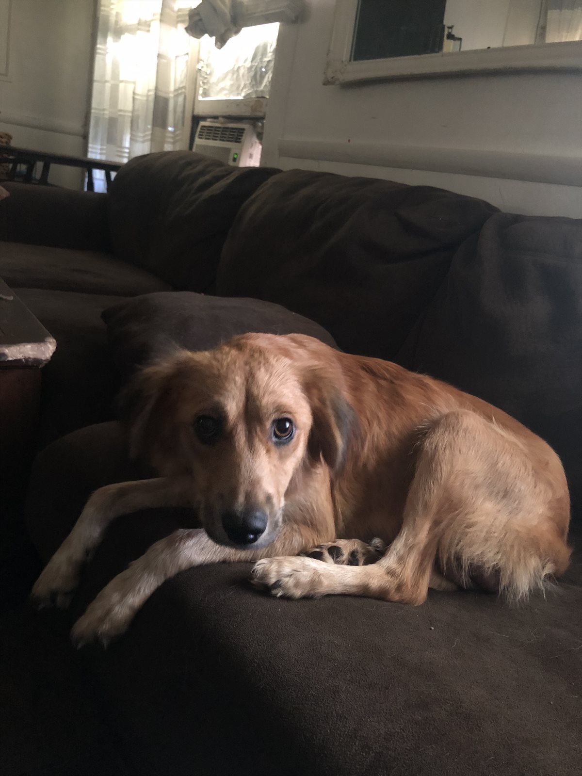 beagle guessed by k9stud ai
