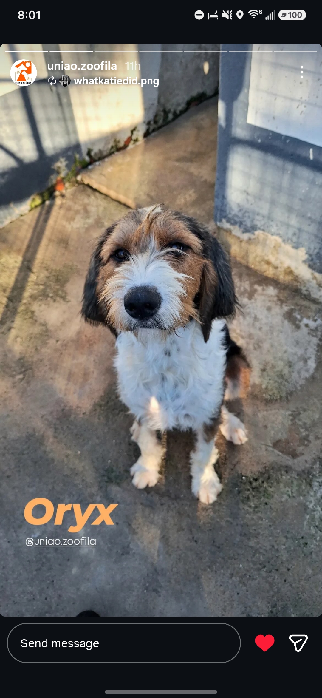 beagle dog, identified by the K9Stud breed AI