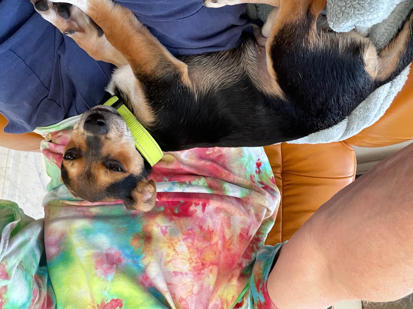 miniature pinscher guessed by k9stud ai
