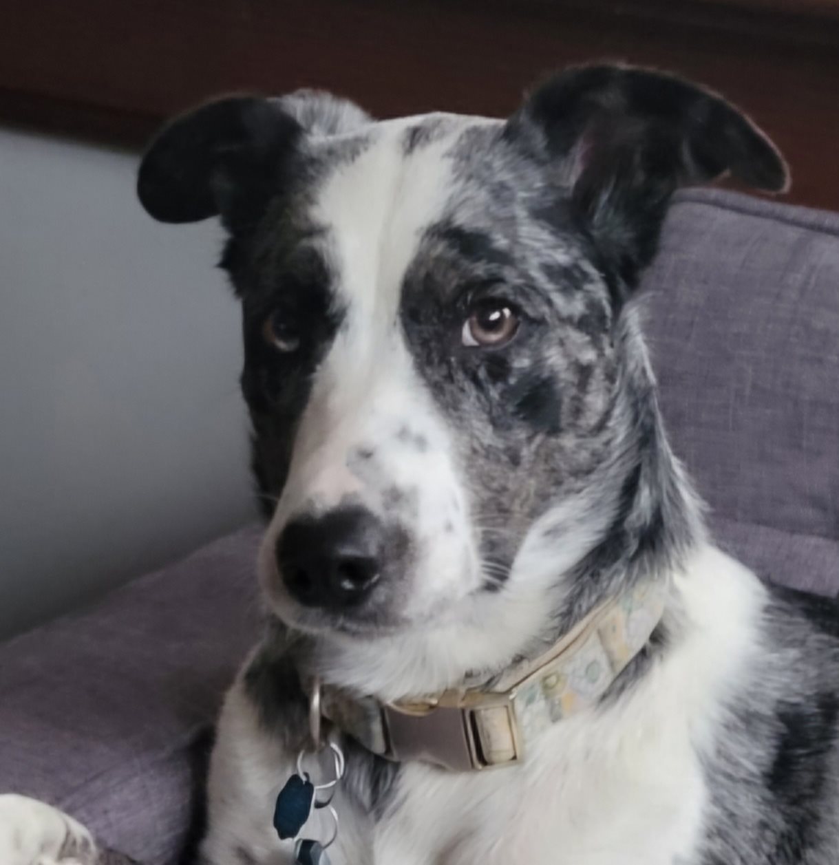 Border collie guessed by k9stud ai