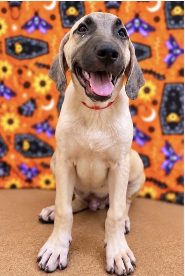 bloodhound, sleuthhound dog, identified by the K9Stud breed AI