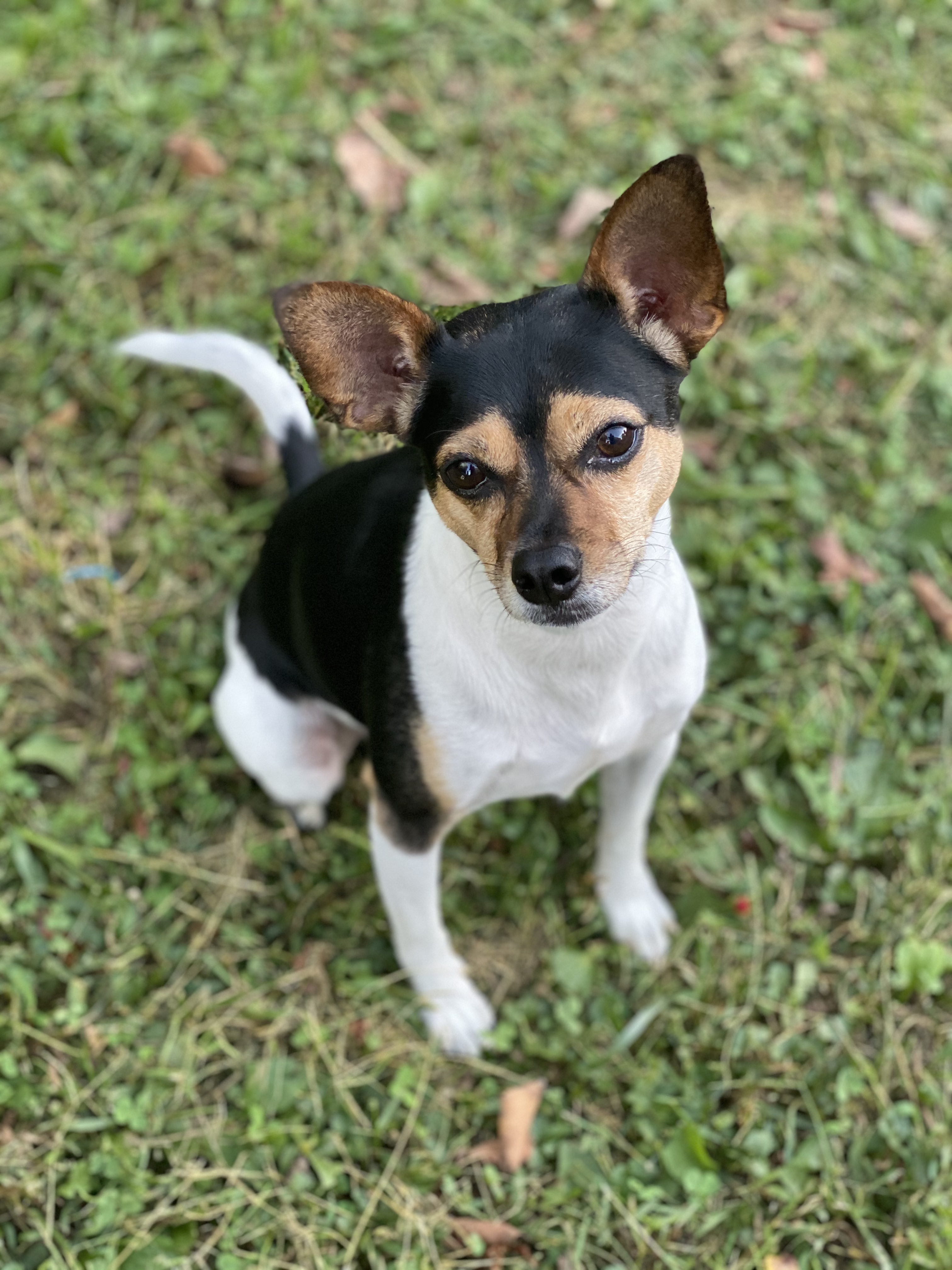 toy terrier dog, identified by the K9Stud breed AI