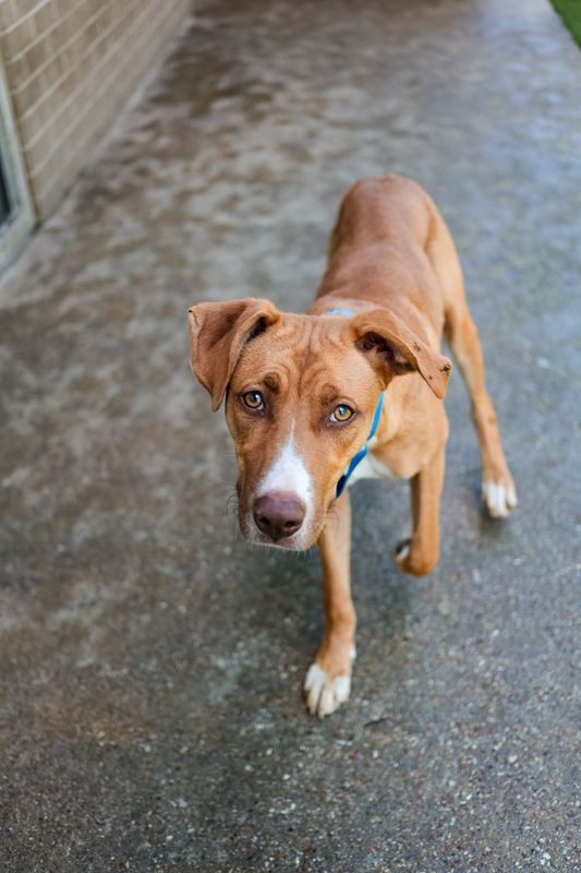 Ibizan hound, Ibizan Podenco dog, identified by the K9Stud breed AI