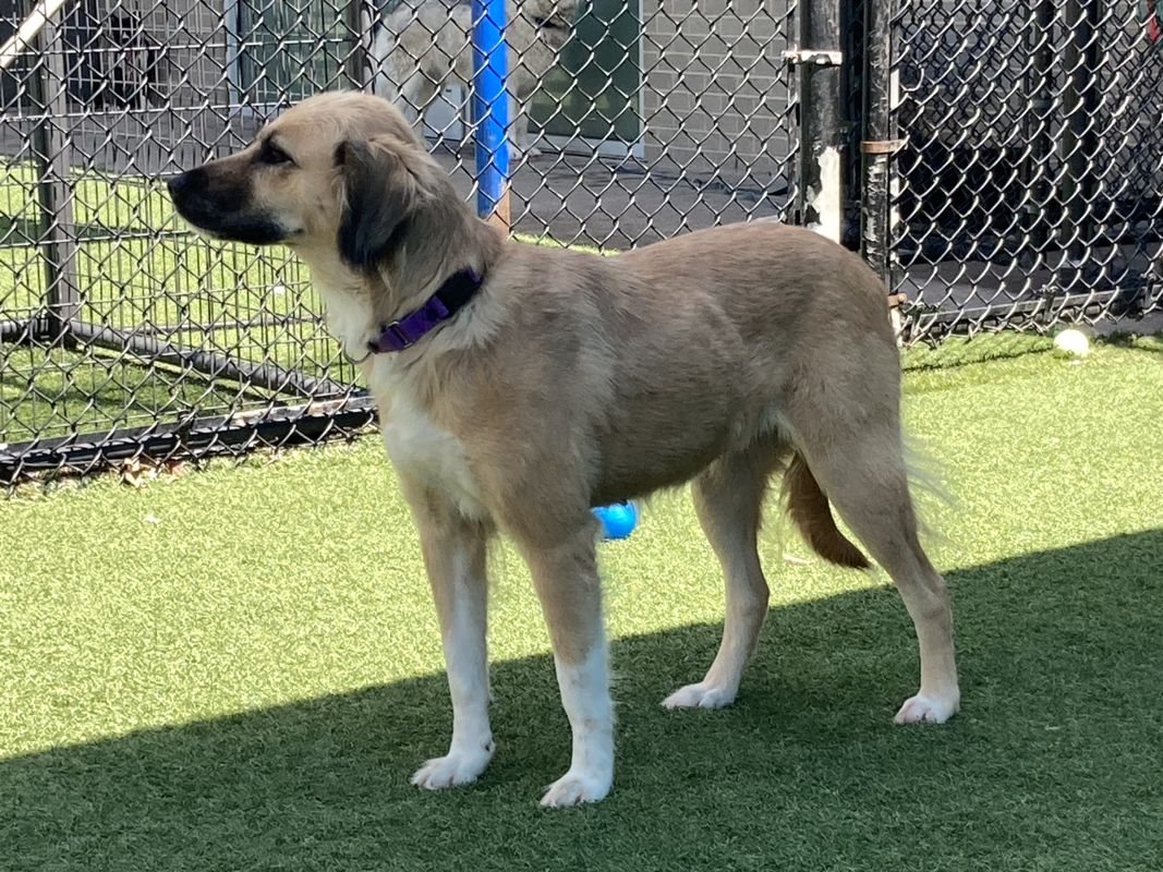 golden retriever guessed by k9stud ai