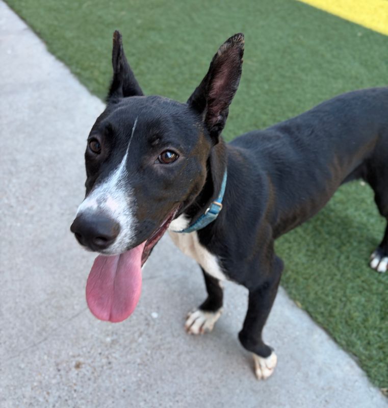 kelpie dog, identified by the K9Stud breed AI