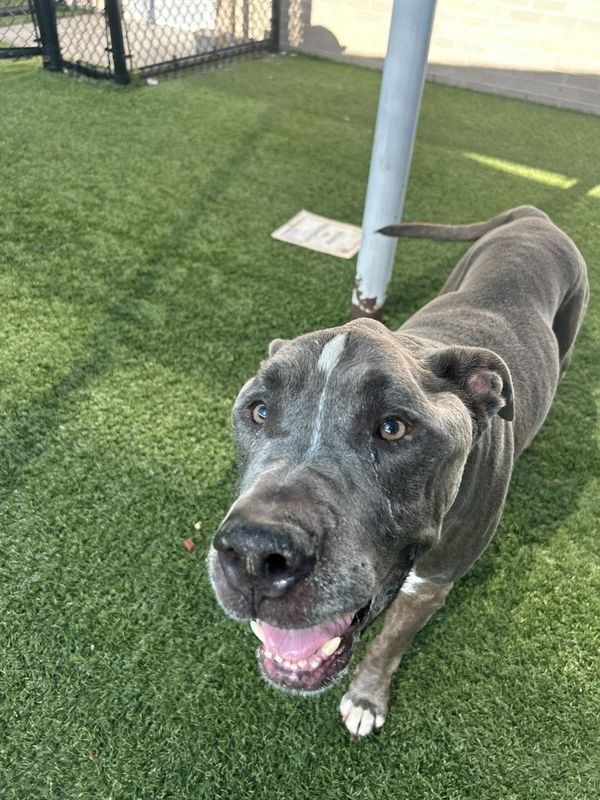 American Staffordshire terrier, Staffordshire terrier, American pit bull terrier, pit bull terrier guessed by k9stud ai