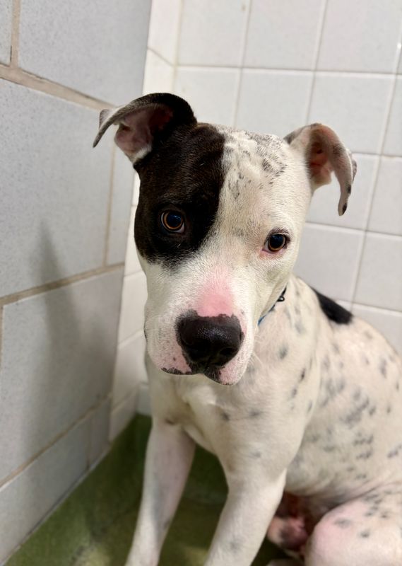 American Staffordshire terrier, Staffordshire terrier, American pit bull terrier, pit bull terrier dog, identified by the K9Stud breed AI