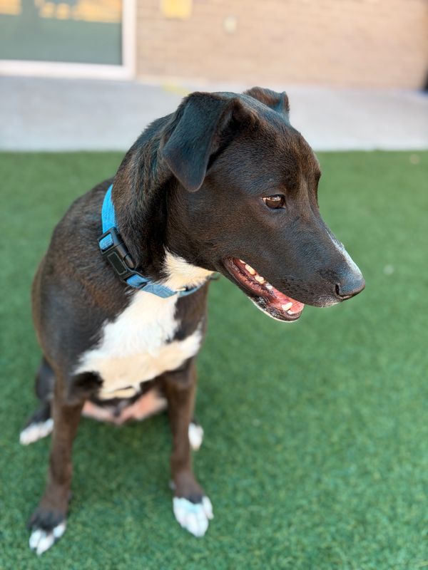 American Staffordshire terrier, Staffordshire terrier, American pit bull terrier, pit bull terrier dog, identified by the K9Stud breed AI