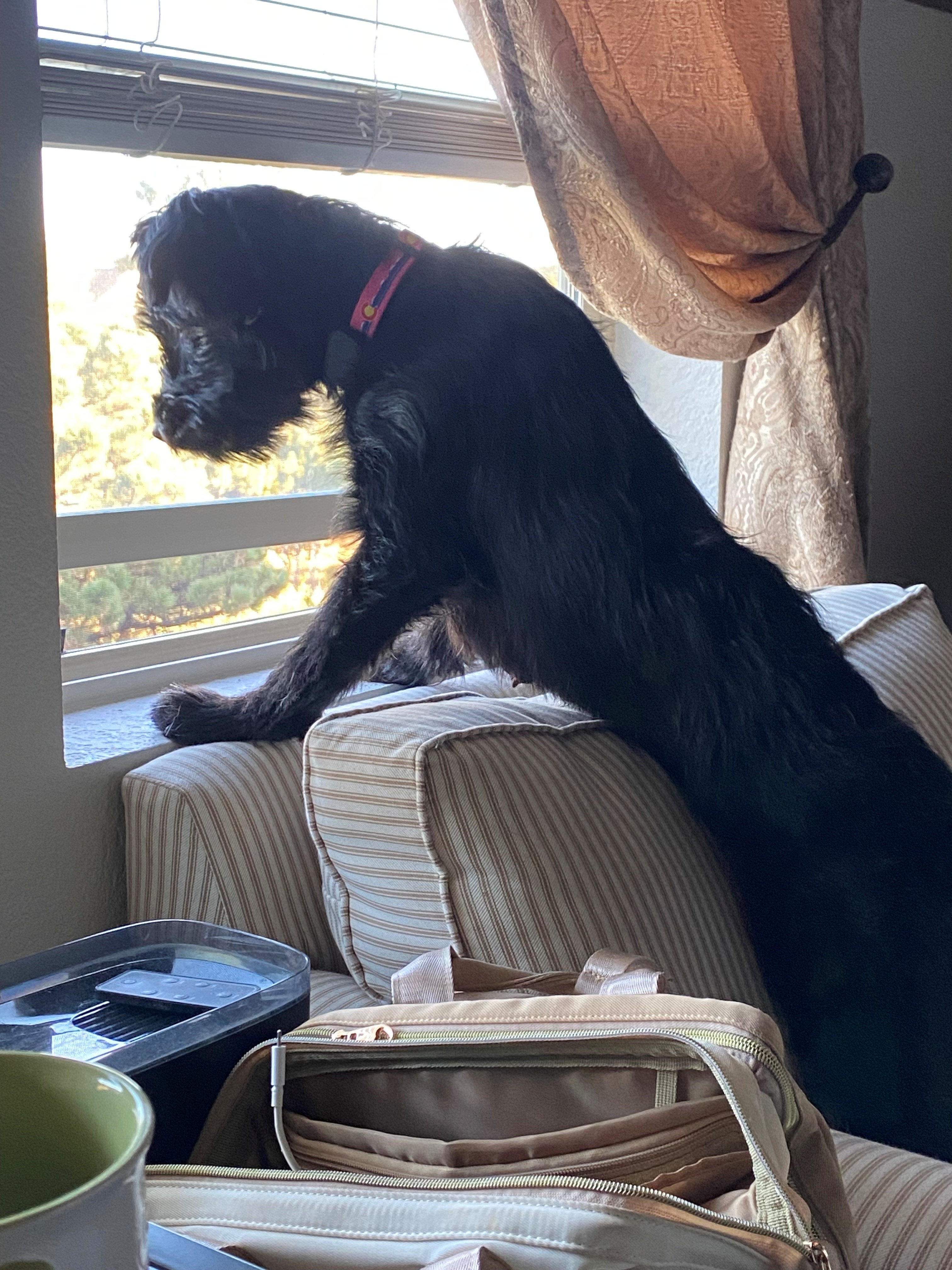 giant schnauzer dog, identified by the K9Stud breed AI