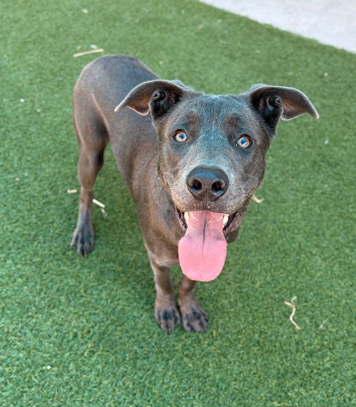 American Staffordshire terrier, Staffordshire terrier, American pit bull terrier, pit bull terrier dog, identified by the K9Stud breed AI