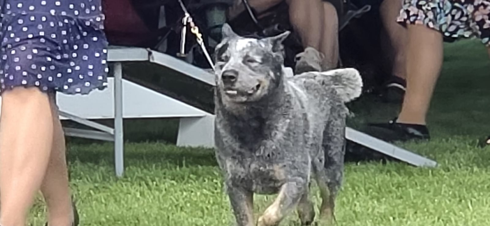 bluetick guessed by k9stud ai