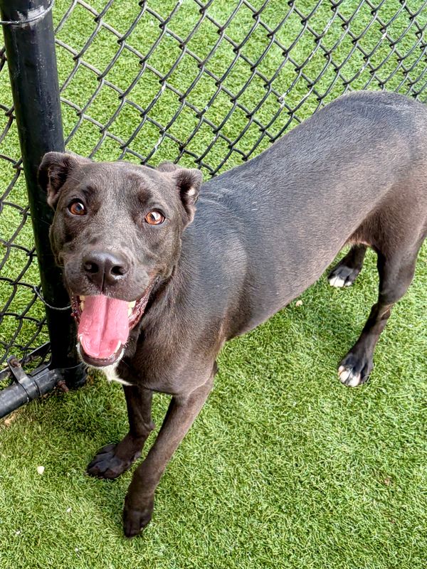 Staffordshire bullterrier, Staffordshire bull terrier dog, identified by the K9Stud breed AI