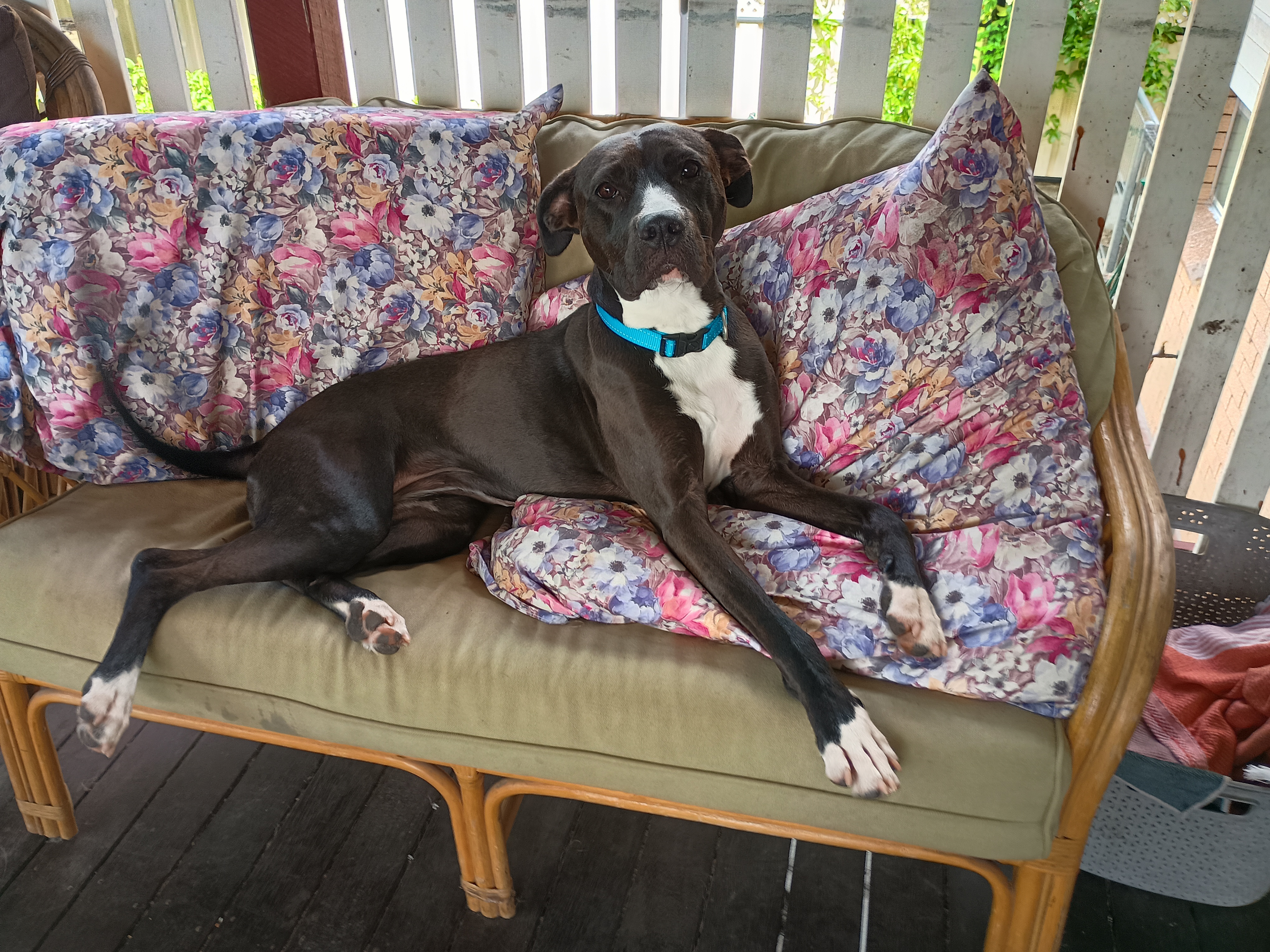 Great Dane dog, identified by the K9Stud breed AI