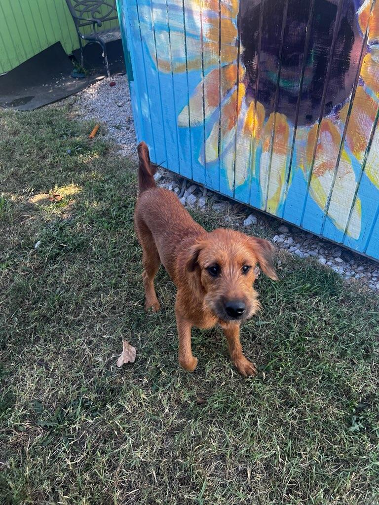 Irish terrier dog, identified by the K9Stud breed AI