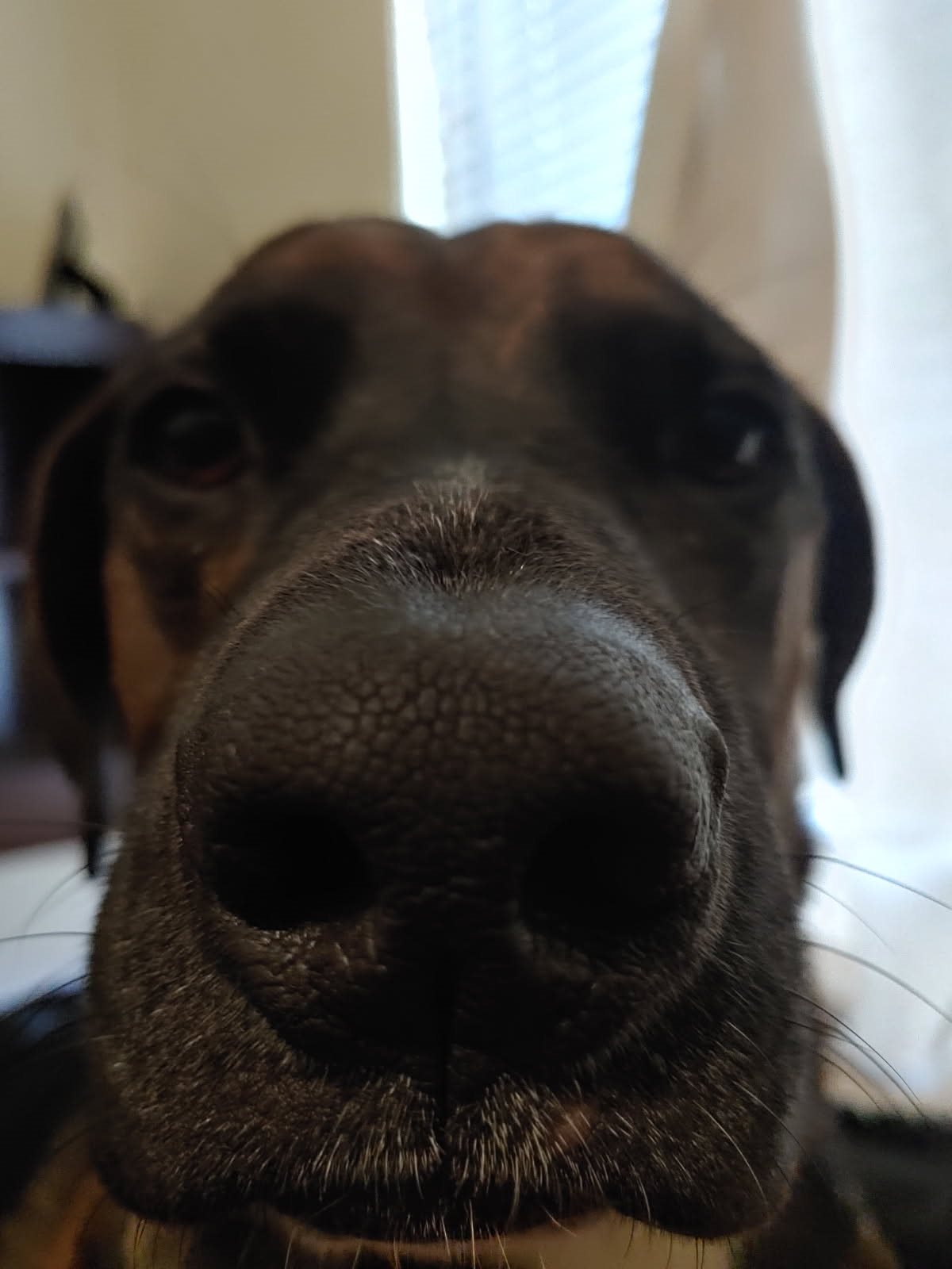 Doberman, Doberman pinscher guessed by k9stud ai