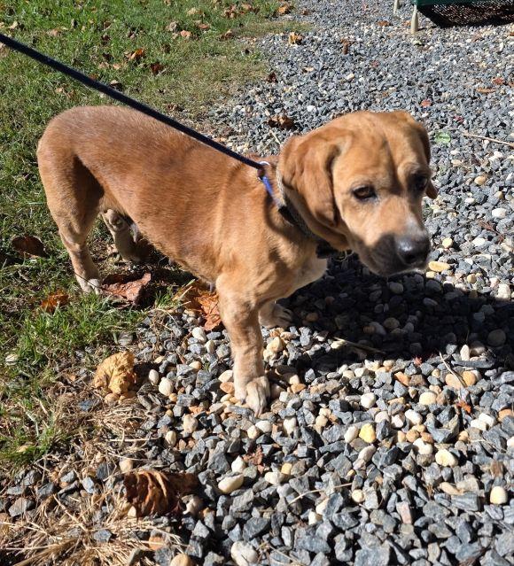 Rhodesian ridgeback dog, identified by the K9Stud breed AI