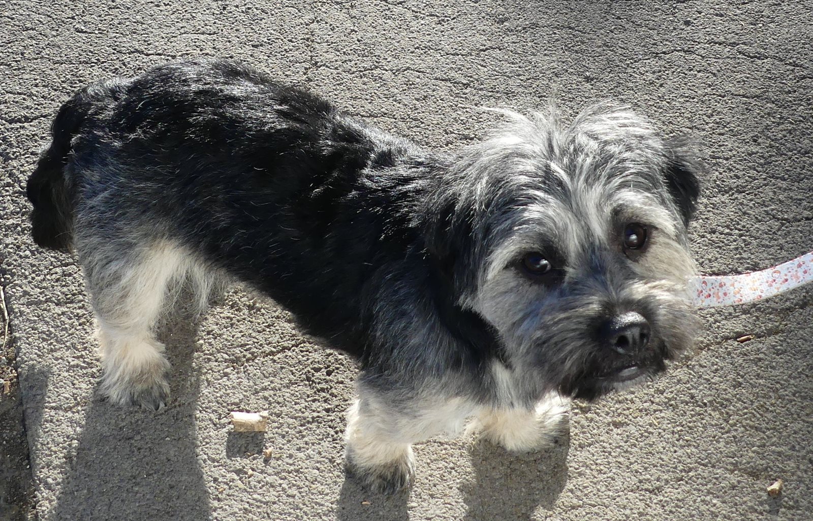 Border terrier guessed by k9stud ai