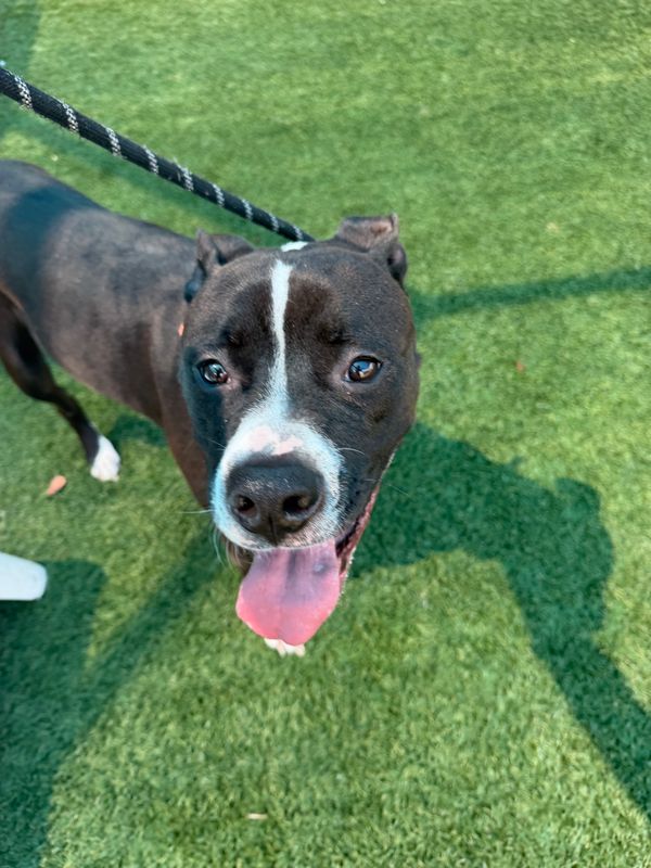 American Staffordshire terrier, Staffordshire terrier, American pit bull terrier, pit bull terrier dog, identified by the K9Stud breed AI