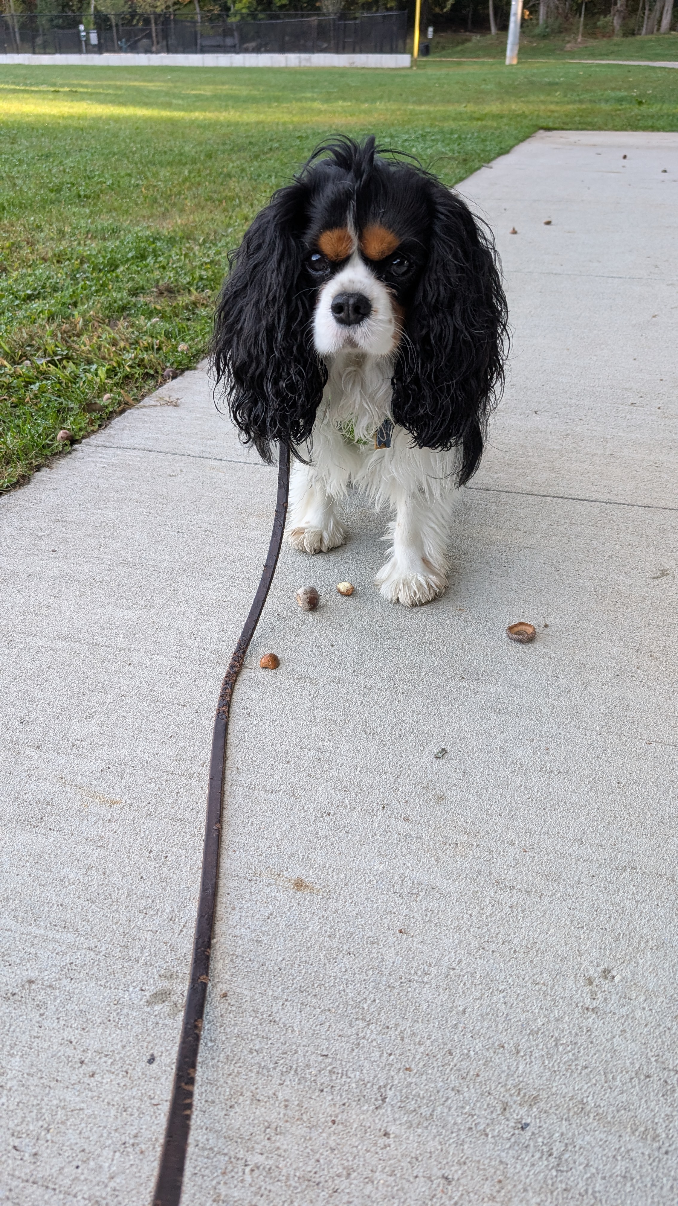 Blenheim spaniel dog, identified by the K9Stud breed AI
