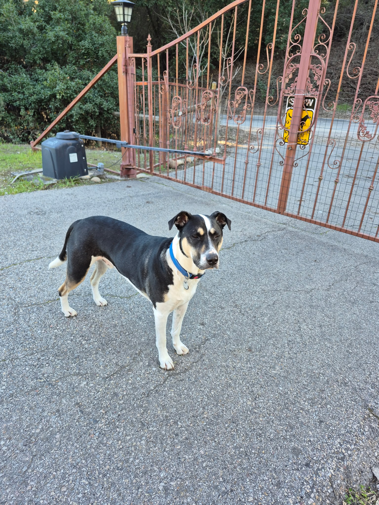toy terrier dog, identified by the K9Stud breed AI