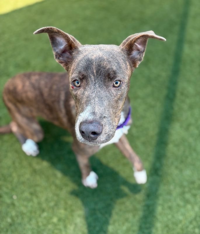 American Staffordshire terrier, Staffordshire terrier, American pit bull terrier, pit bull terrier guessed by k9stud ai