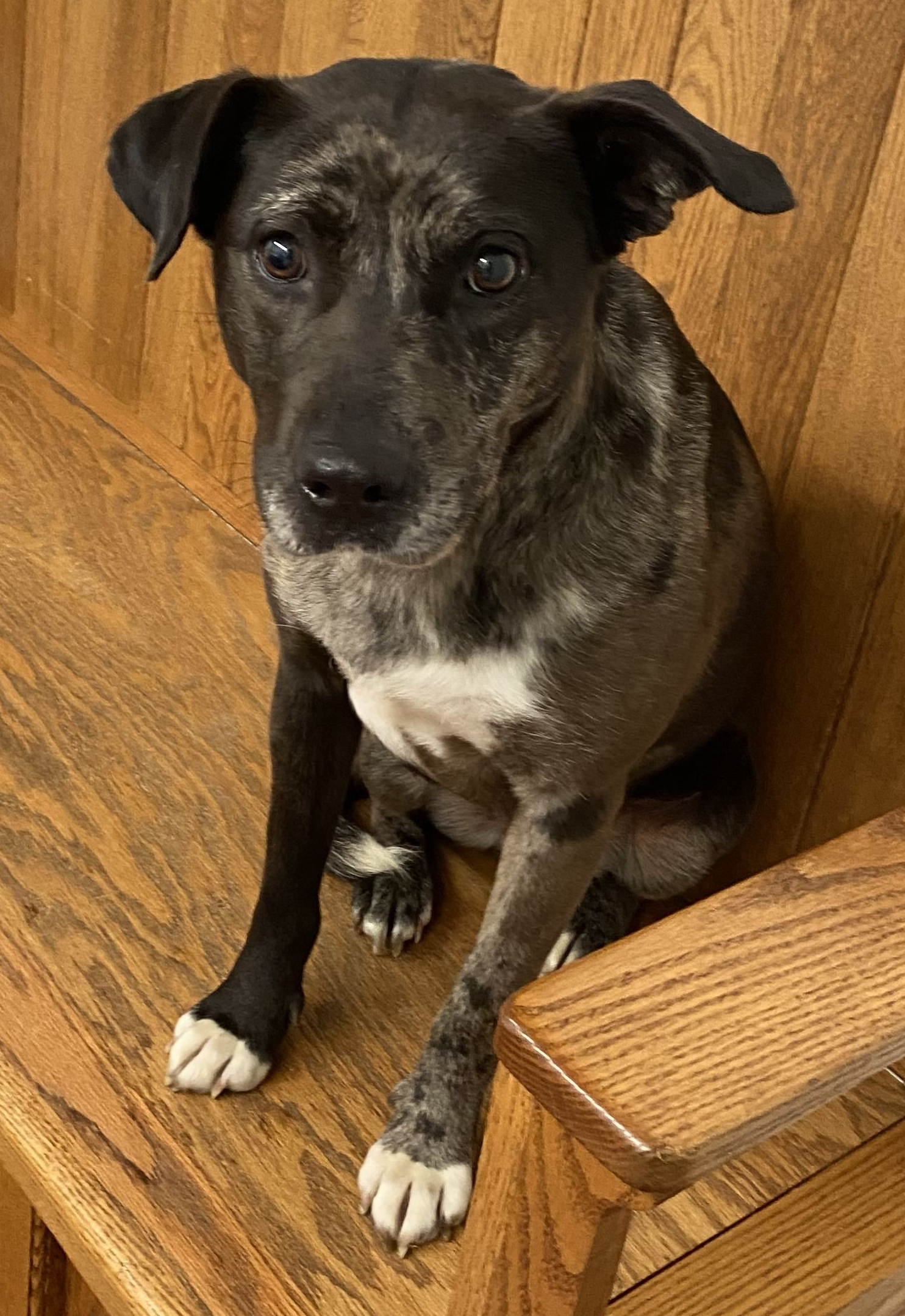 American Staffordshire terrier, Staffordshire terrier, American pit bull terrier, pit bull terrier dog, identified by the K9Stud breed AI